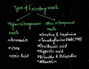 types of excretory wastes