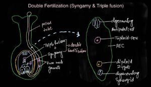 double ferilisation diagram in hindi