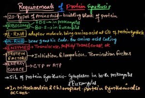 protein formation in hindi