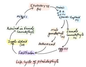 cycle of Pteridophytes in hindi