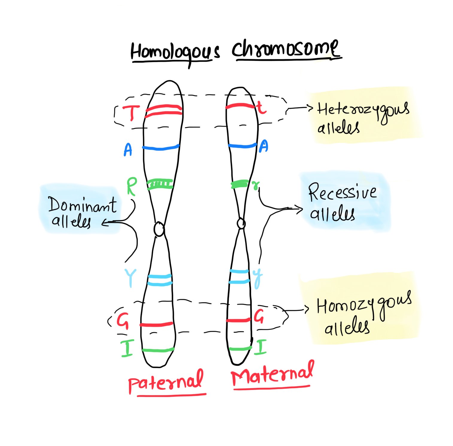 in-hindi-genetics-terminology-sikhobio