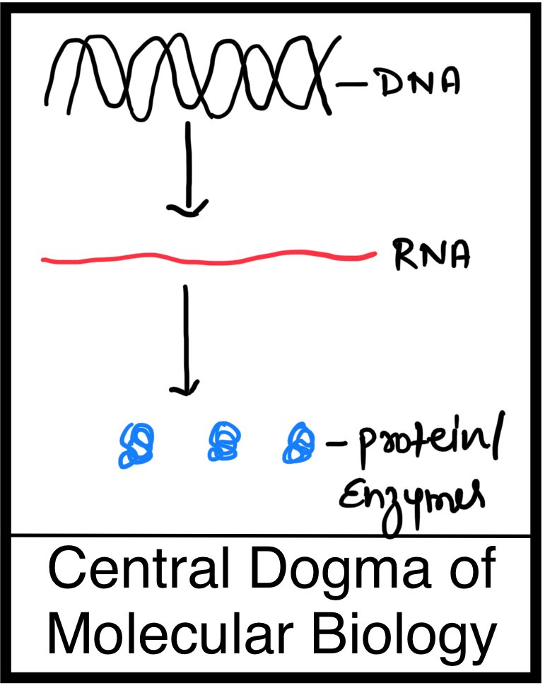 central dogma of biology in hindi