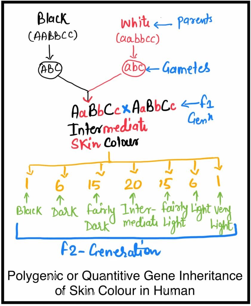 polygenic inheritance