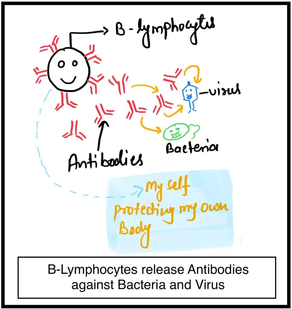 antibody in hindi
