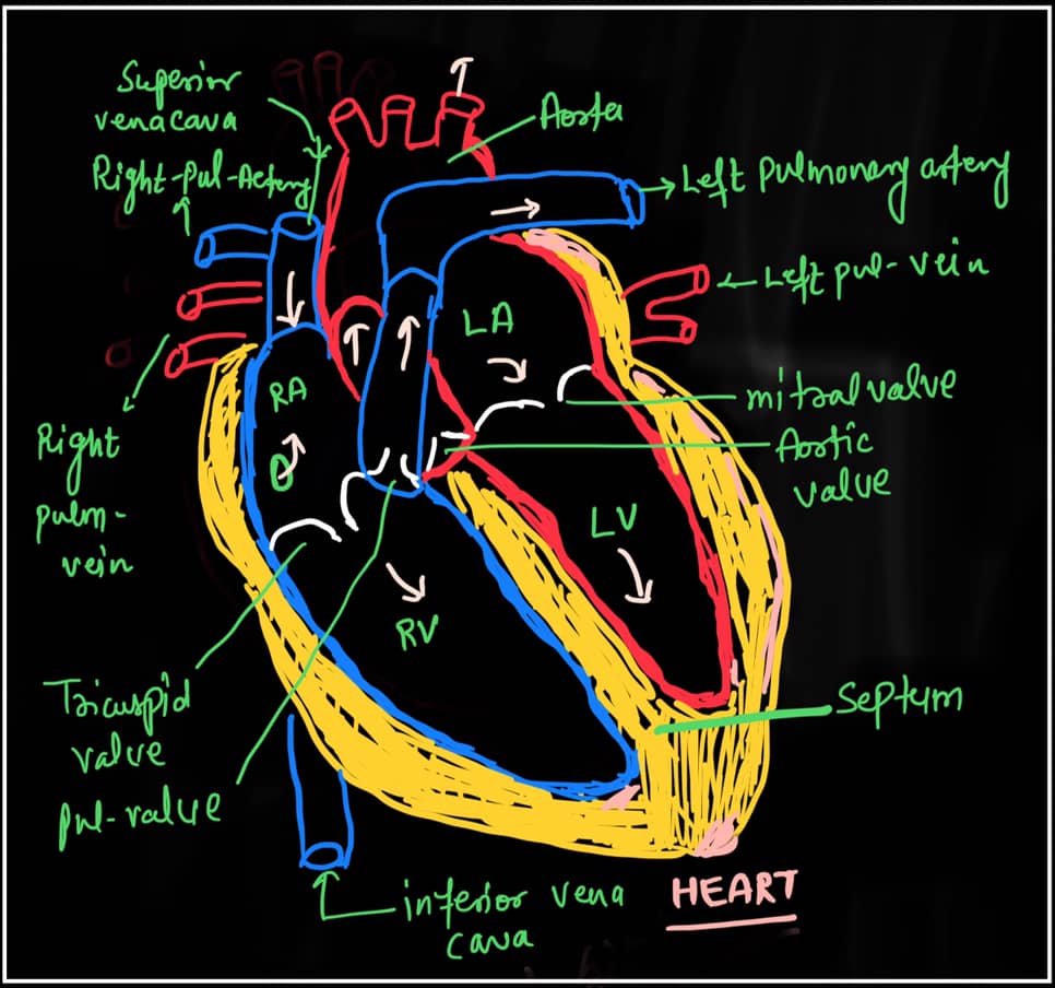 heart structure in hindi