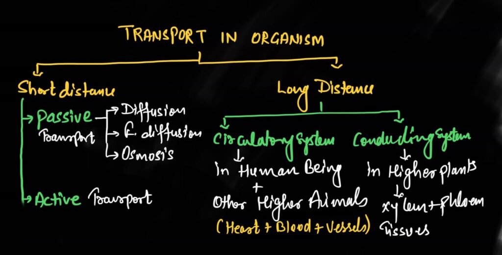 types of transport in organisms