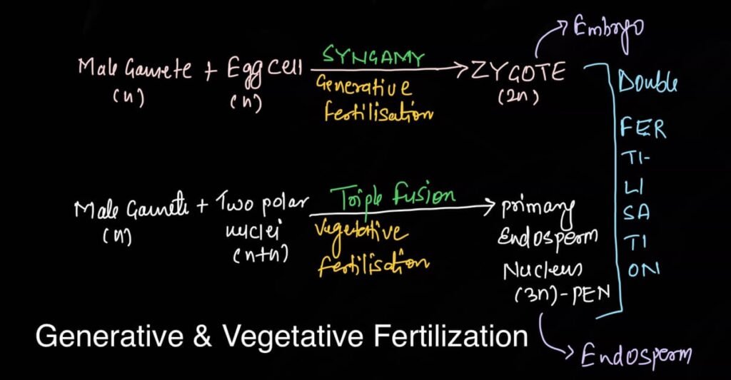 double fertilization in angiosperms in hindi