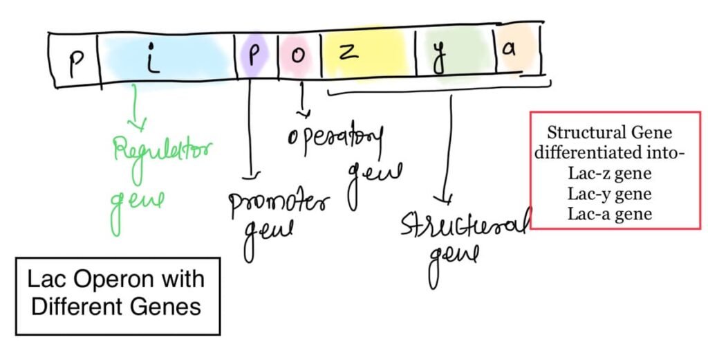 Mechanism Of Lac Operon In Hindi Archives Sikhobio