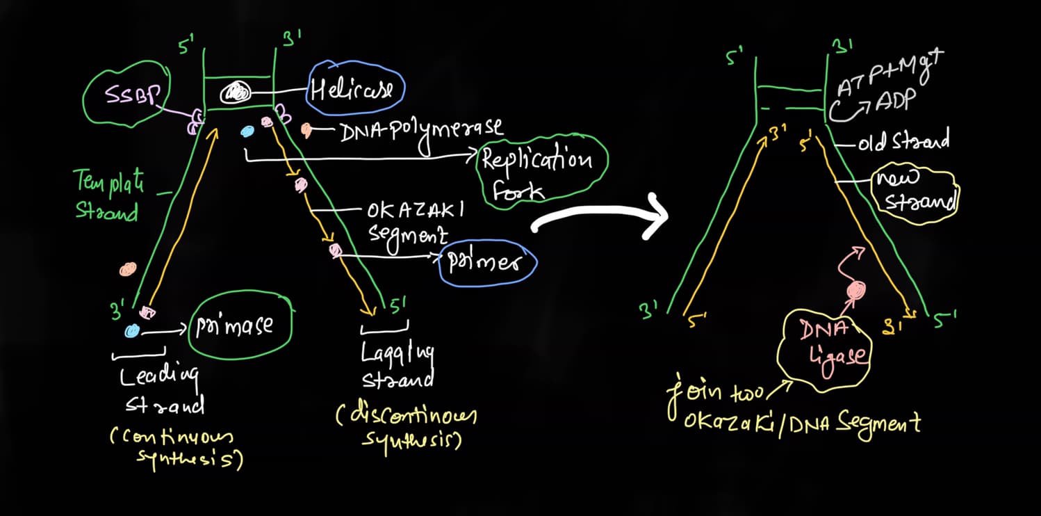 dna-replication-in-hindi