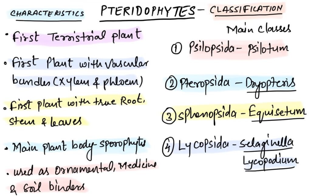 pteridophyte in hindi