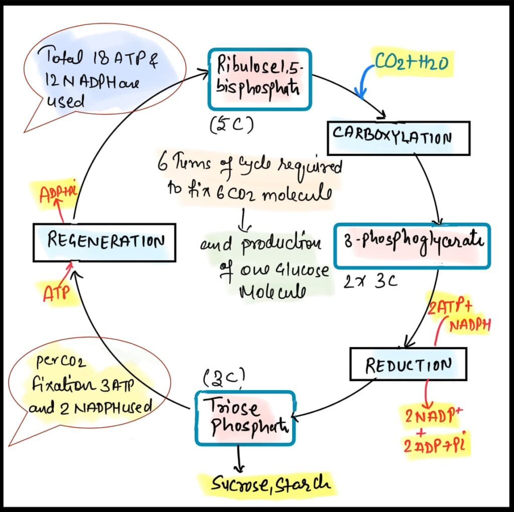 केल्विन साइकिल हिन्दी में।C3 पाथवे हिन्दी में।Calvin-Benson Cycle in ...
