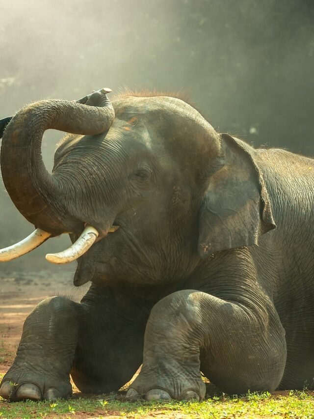 girl, elephant, nature-1822525.jpg