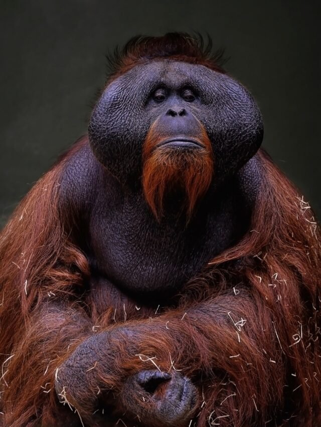 "इंटरनेशनल Orangutan डे" 19 अगस्त 2023