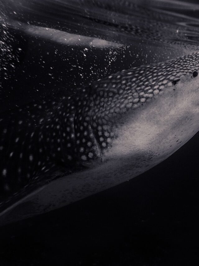 इंटरनेशनल व्हेल शार्क डे 30 अगस्त 2023:व्हेल शार्क की 10 अनोखी बातें