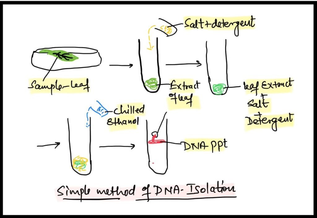 डीएनए आइसोलेशन हिंदी में।DNA Isolation Practical in Hindi class 12 Biology