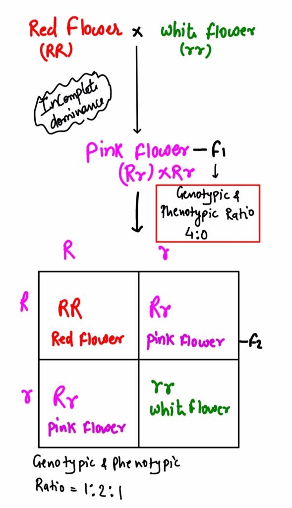incomplete dominance kya hota hai